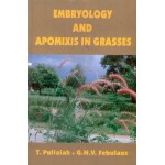 Embryology and Apomixis in Grasses