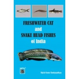 Freshwater Snakehead And Catfishes Of India